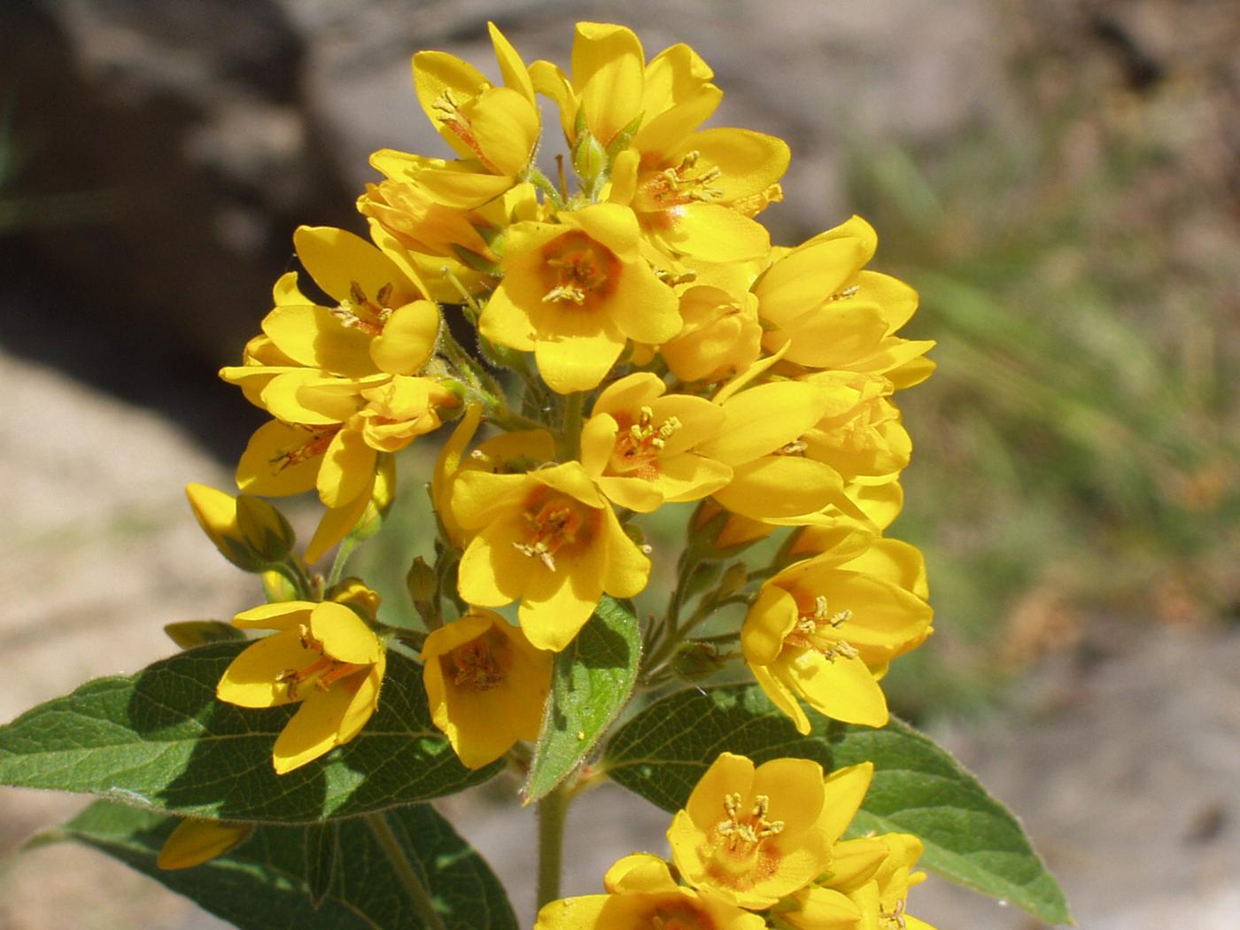 Loosestrife, Yellow flower